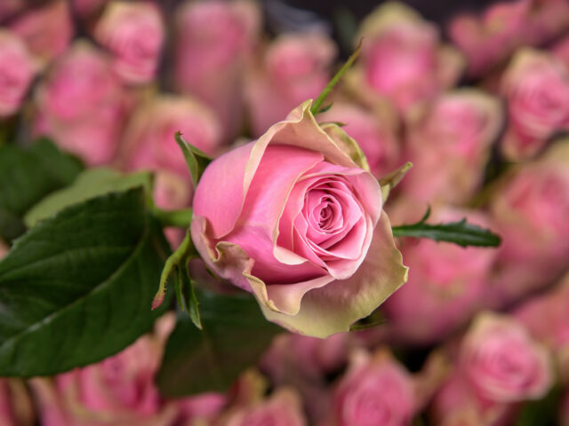 photo of Athena Royale