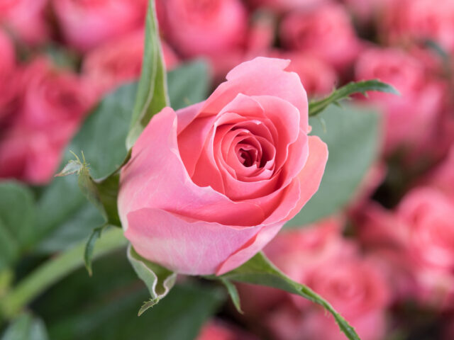 photo of Ace Pink
