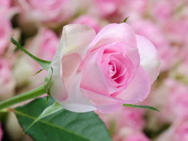 photo of Lovely Jewel