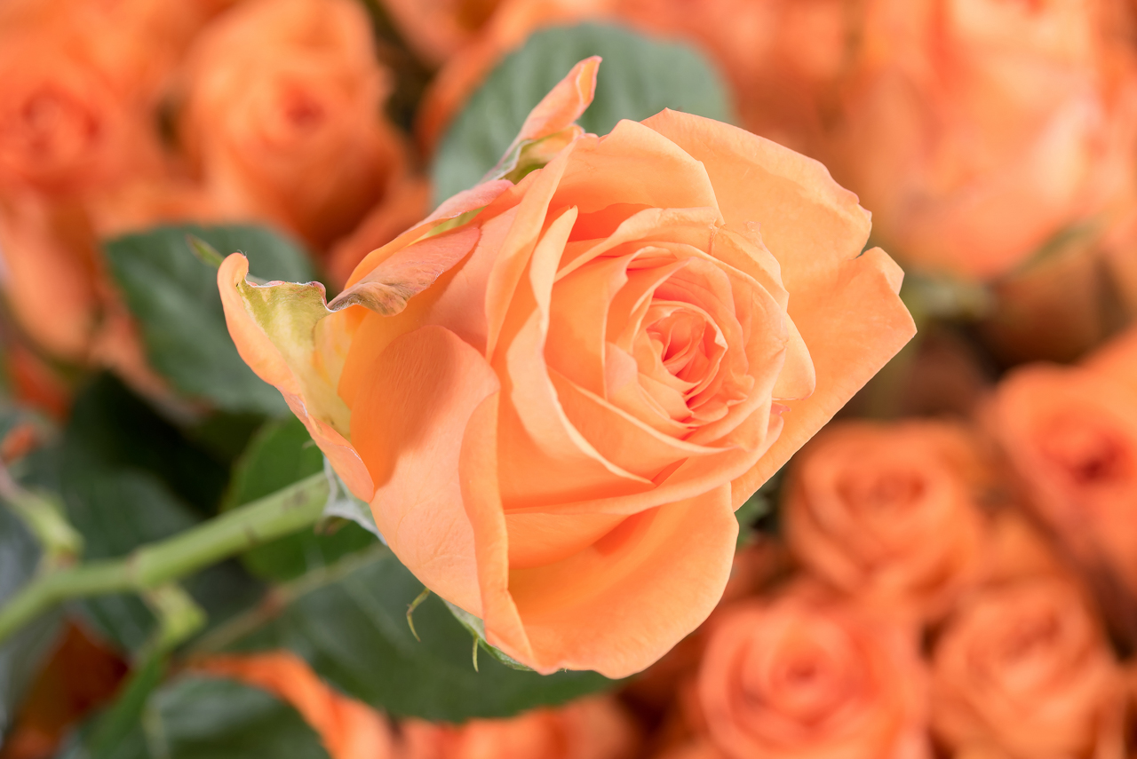 Orange-Party
