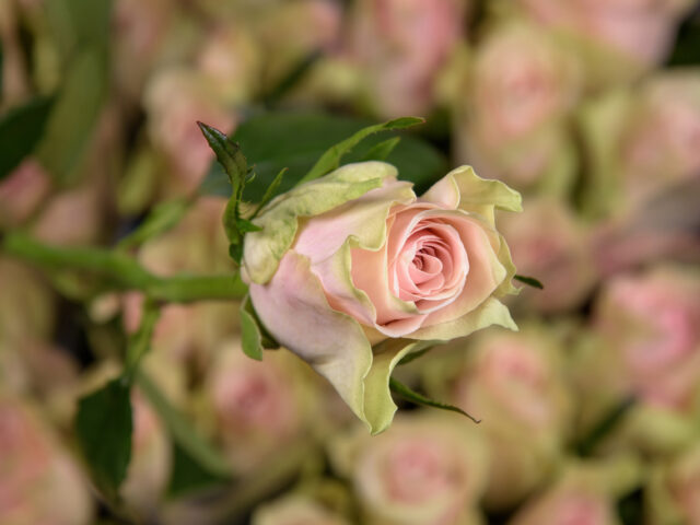 photo of Pink Athena