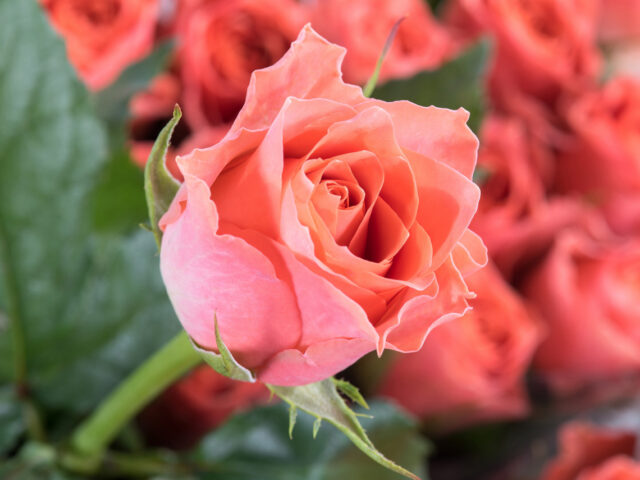 photo of Pink Pop