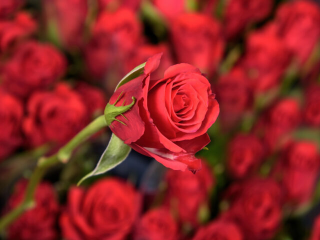 photo of Red Calypso
