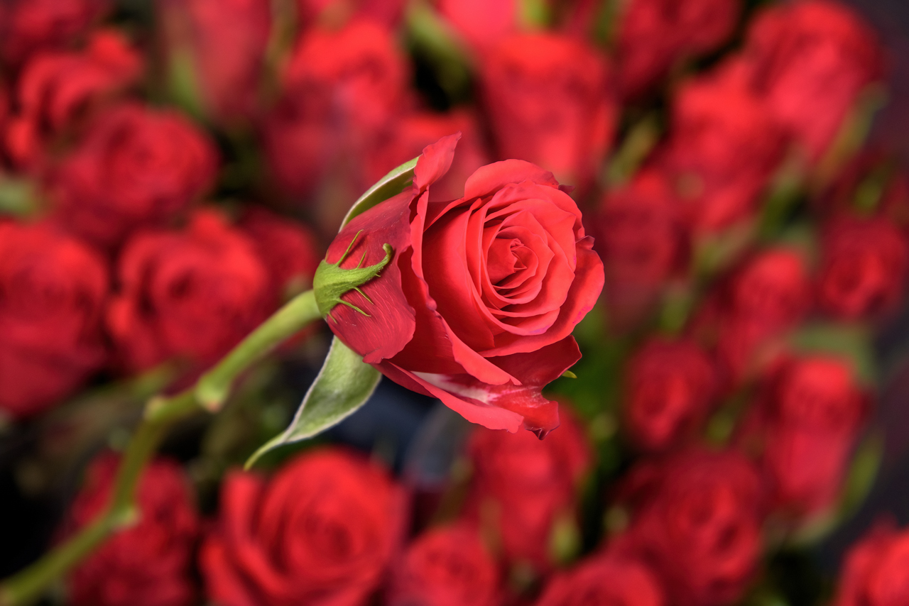 RED-CALYPSO