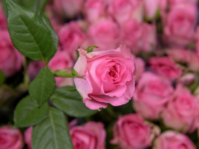 photo of Sweet Unique